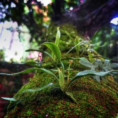 سارة جونسون